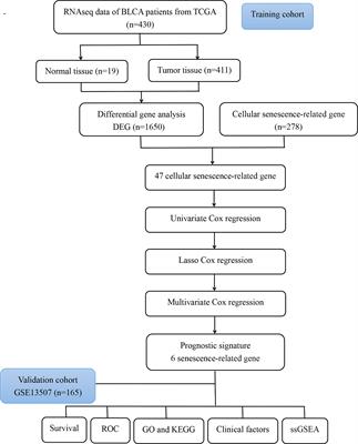 A novel prognostic model based on cellular senescence-related gene signature for bladder cancer